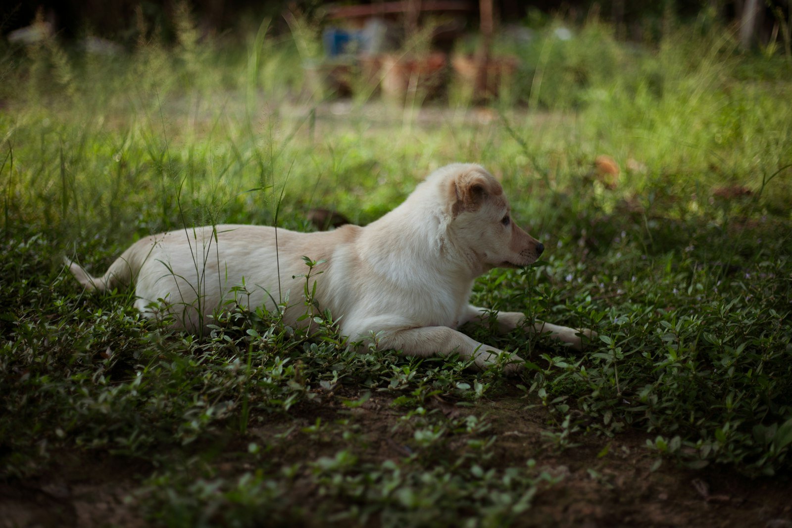Pet Parent Starter Kit for Dogs